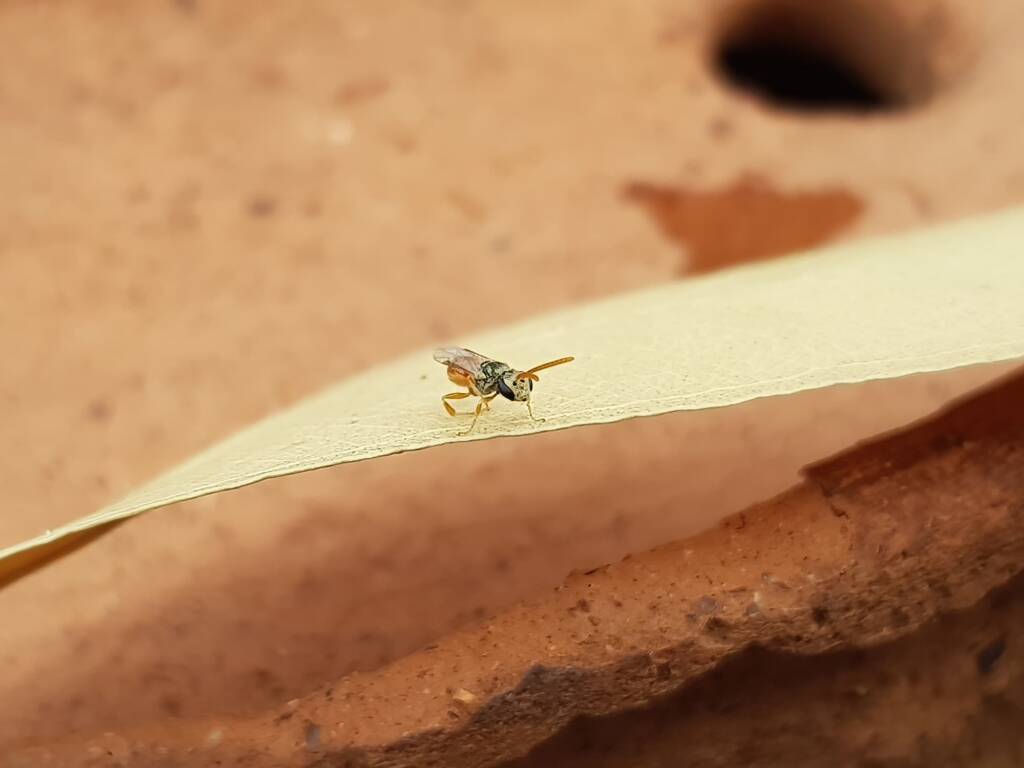 Lasioglossum (Homalictus) dotatum, Alice Springs NT