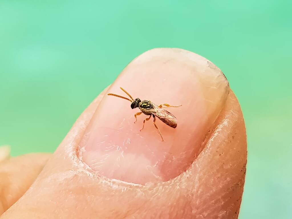 Lasioglossum (Homalictus) dotatum, Alice Springs NT
