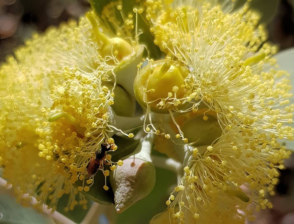 Lasioglossum (Homalictus sp) on Eucalyptus orbifolia, Araluen, Alice Springs NT