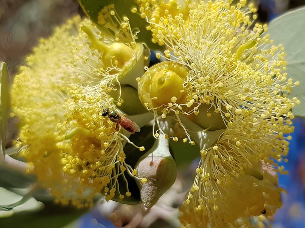 Lasioglossum (Homalictus sp) on Eucalyptus orbifolia, Araluen, Alice Springs NT