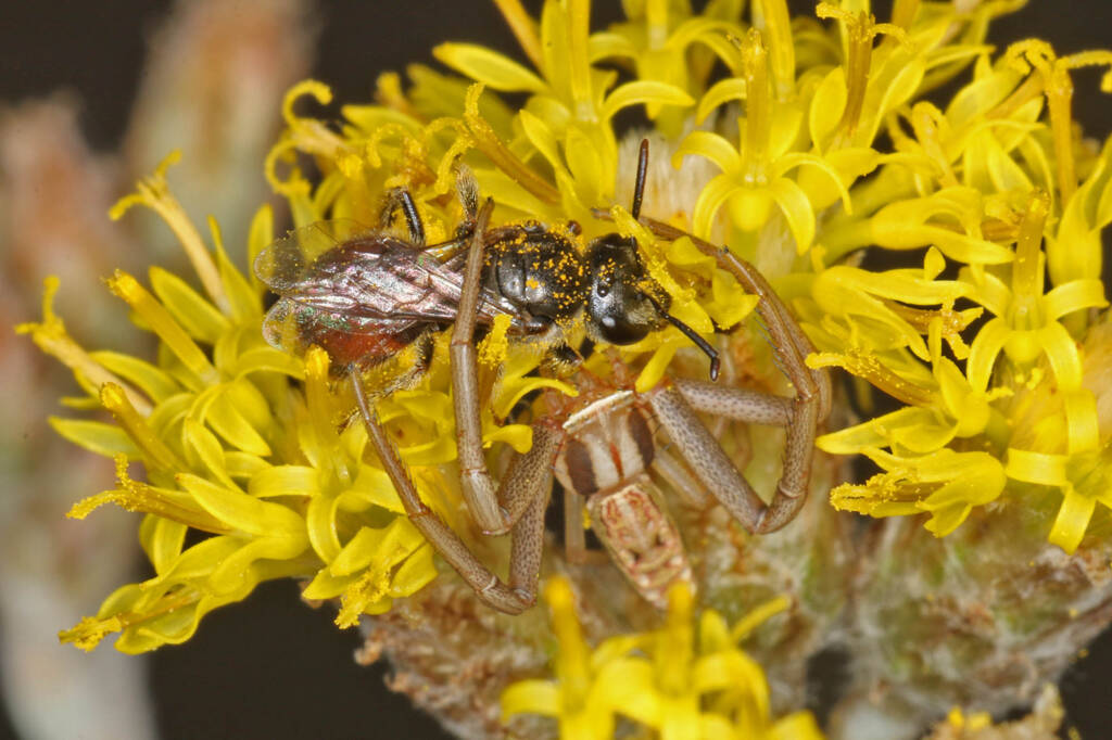 Bee (Lasioglossum Parasphecodes sp.) and spider (Crab Spider Runcinia acuminata), Ballandean QLD © Marc Newman
