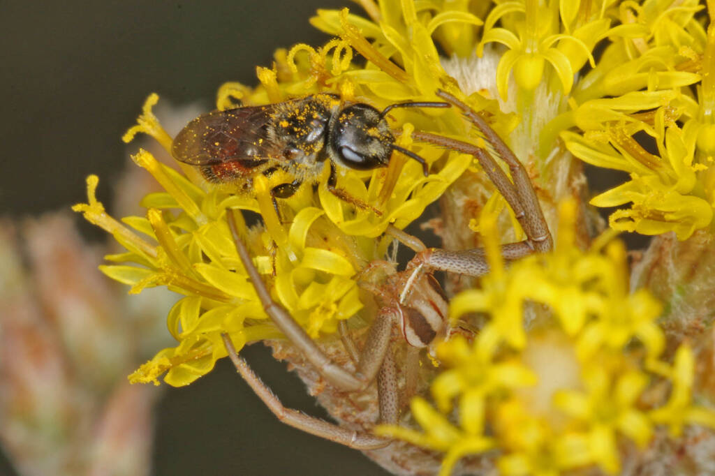 Bee (Lasioglossum Parasphecodes sp.) and spider (Crab Spider Runcinia acuminata), Ballandean QLD © Marc Newman