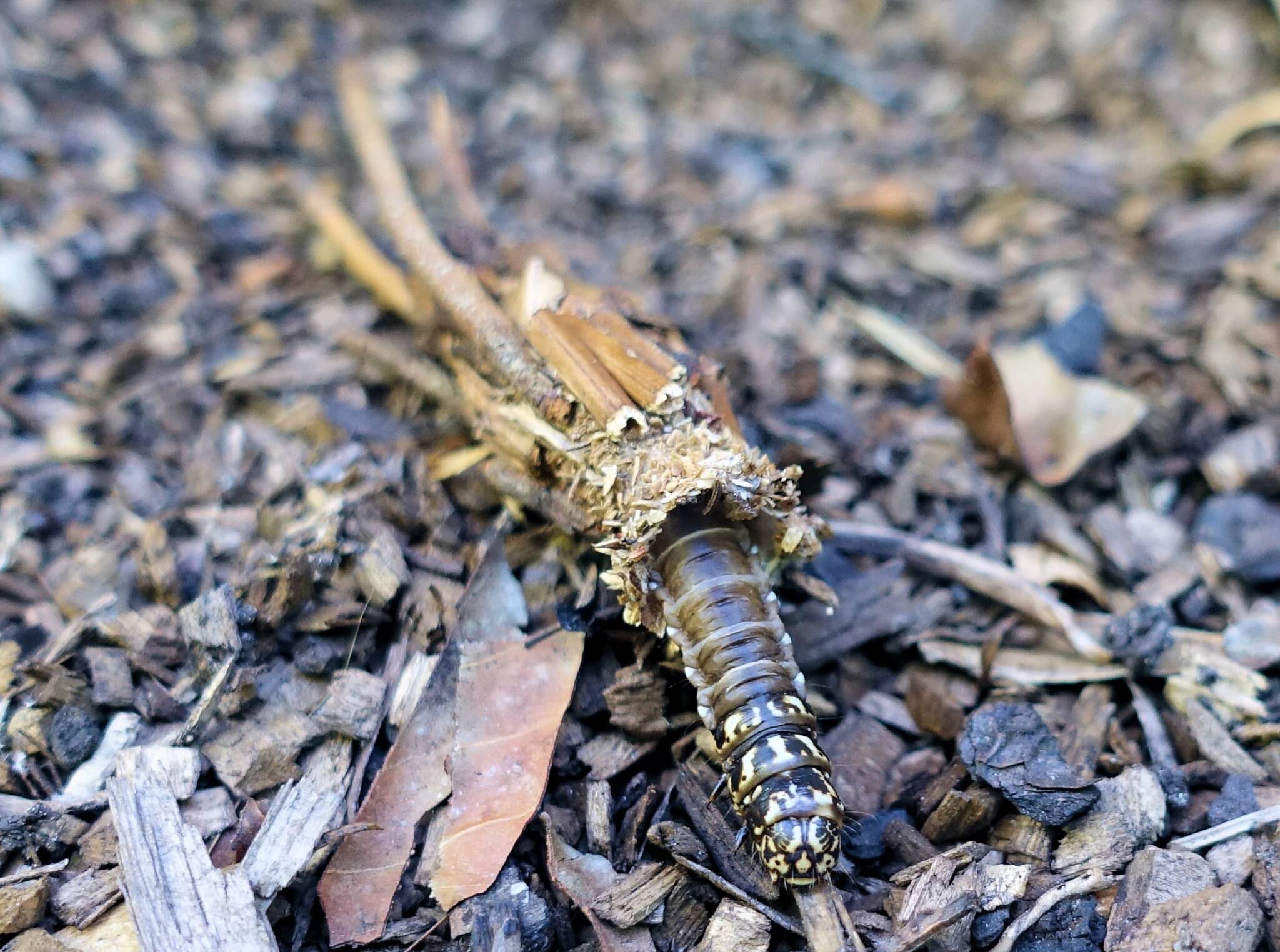 Leaf Case Moth Ausemade