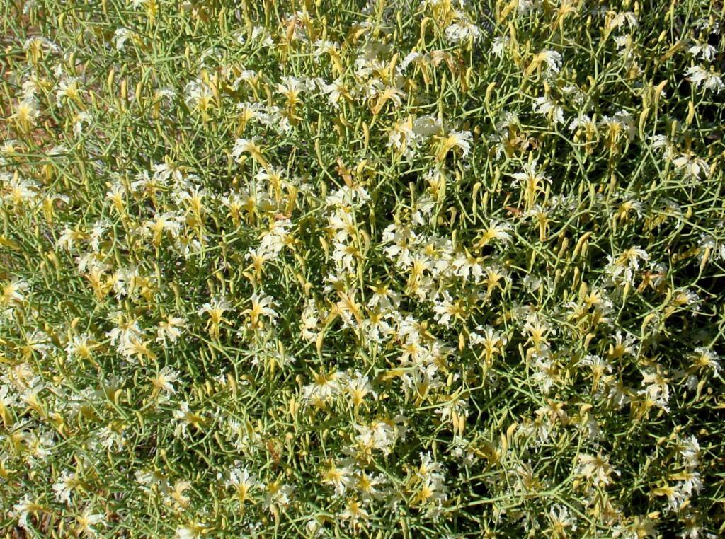 Tangled Leschenaultia (Lechenaultia divaricata), Alice Springs NT