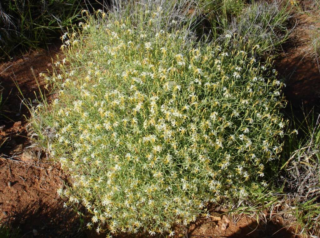 Tangled Leschenaultia (Lechenaultia divaricata), Alice Springs NT