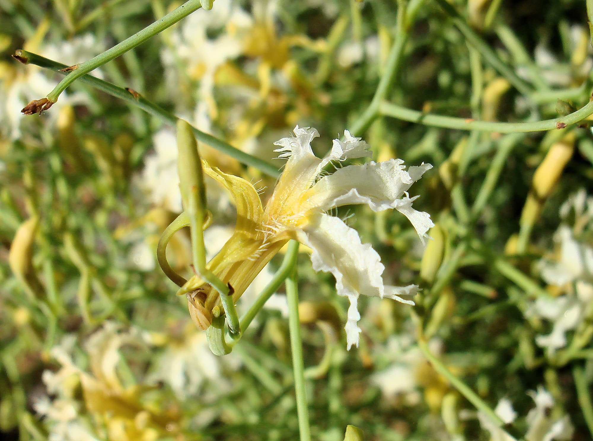Tangled Leschenaultia (Lechenaultia divaricata), Alice Springs NT