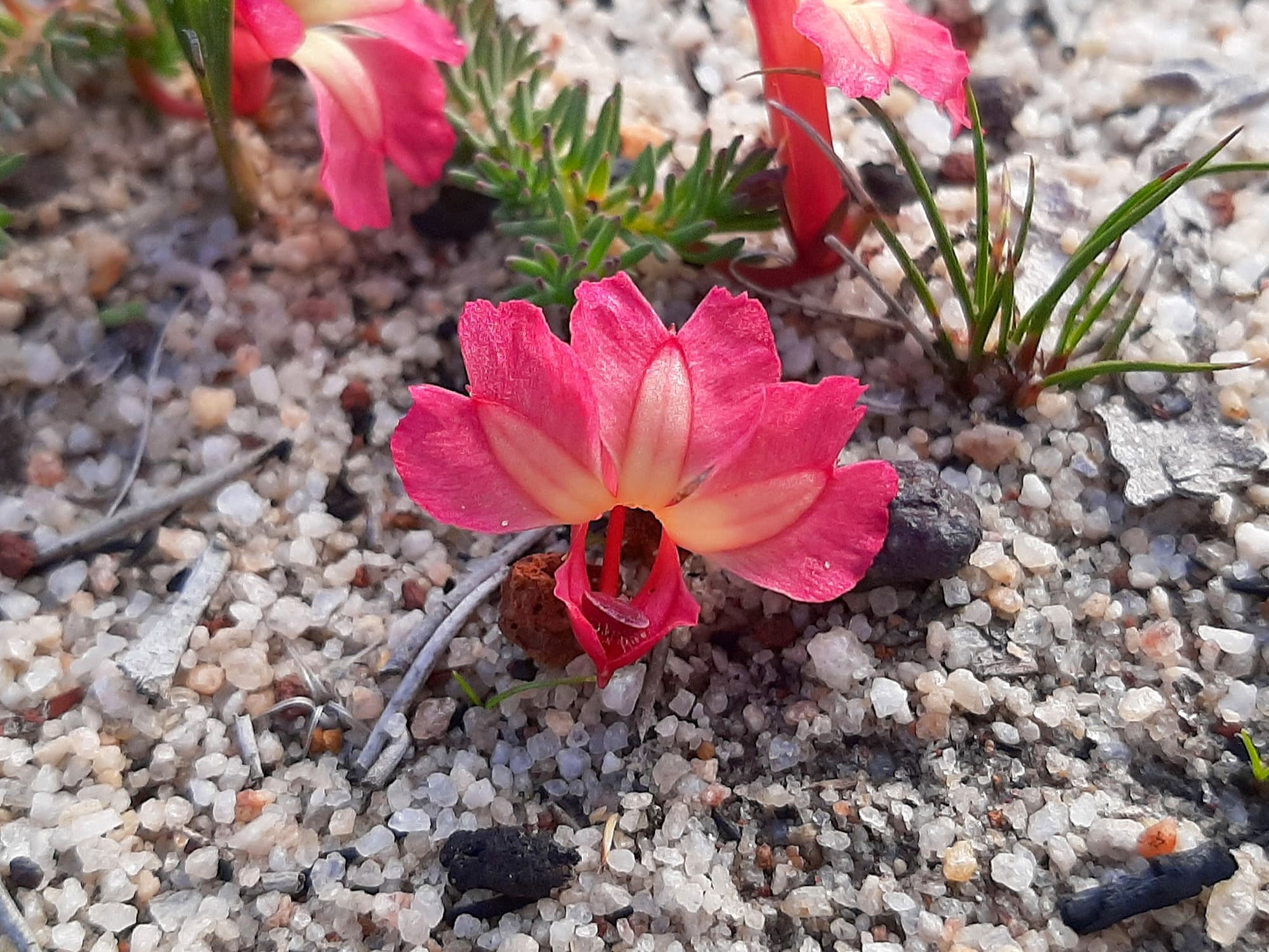 Photo inspiration: Lechenaultia Formosa Red Leschenaultia Photo Inspiration