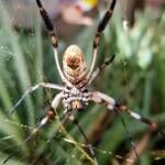Female Golden Orb-weaver Spider (Trichonephila edulis) missing part of leg, Alice Springs NT