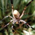 Female Golden Orb-weaver Spider (Trichonephila edulis) missing part of leg, Alice Springs NT