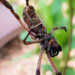 Female Golden Orb-weaver Spider (Trichonephila edulis) missing two legs, Alice Springs NT