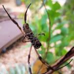 Female Golden Orb-weaver Spider (Trichonephila edulis) missing two legs, Alice Springs NT