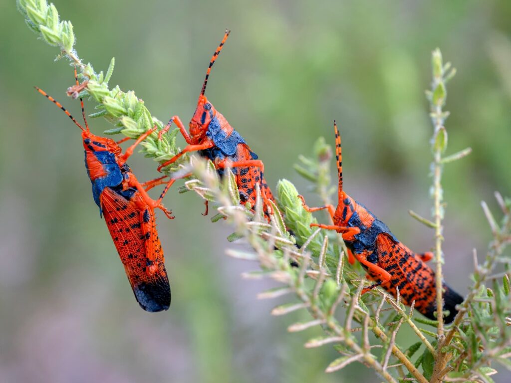 Leichardt's Grasshoppers (Petasida ephippigera), Kakadu NT © Paul Thomsen