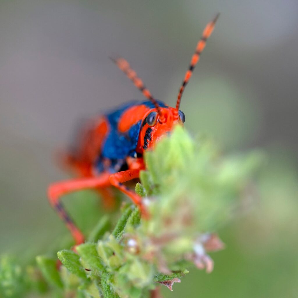 Leichardt's Grasshoppers (Petasida ephippigera), Kakadu NT © Paul Thomsen