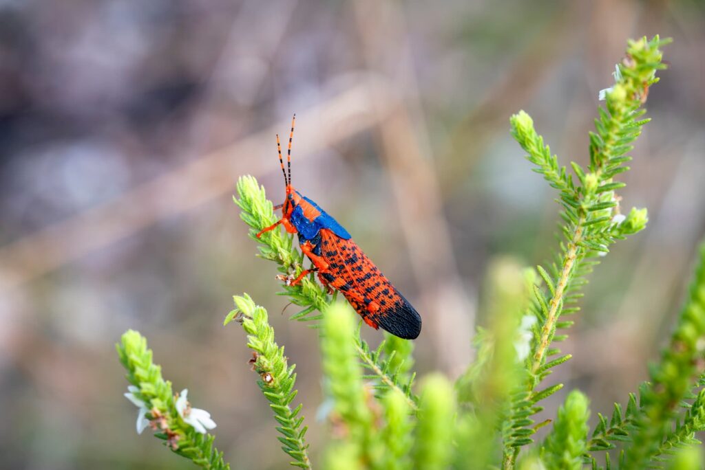 Leichardt's Grasshoppers (Petasida ephippigera), Kakadu NT © Paul Thomsen