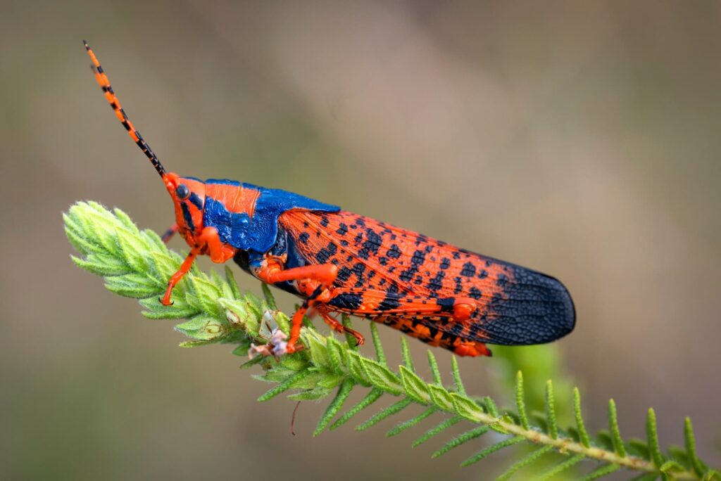 Leichardt's Grasshoppers (Petasida ephippigera), Kakadu NT © Paul Thomsen