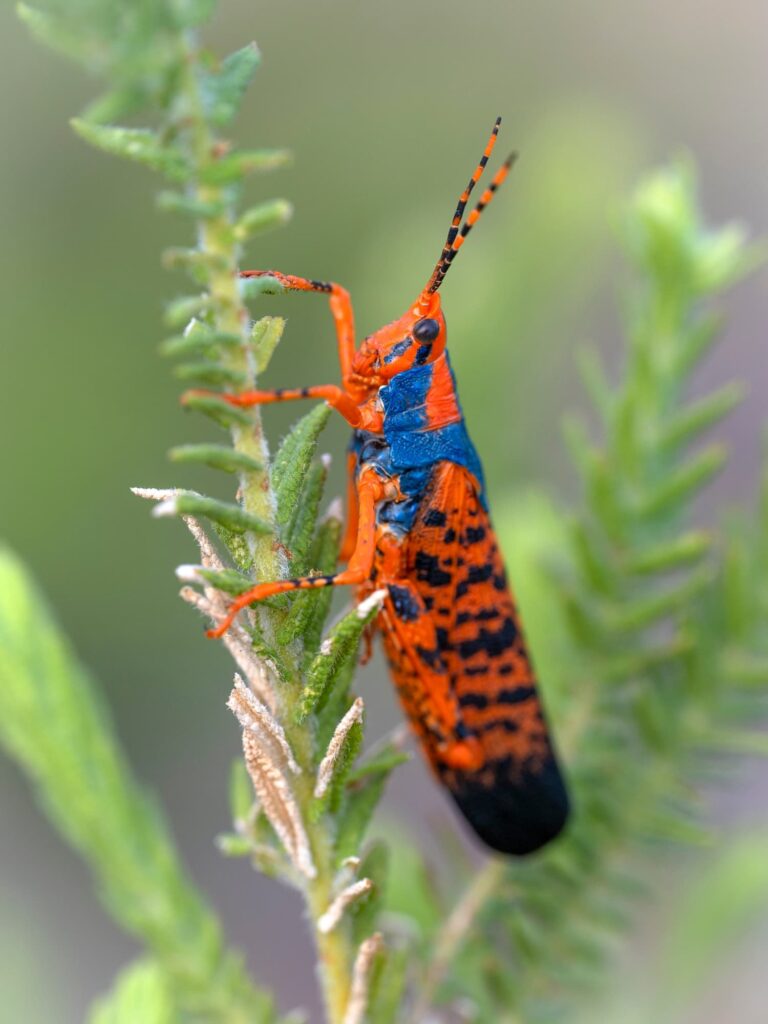 Leichardt's Grasshoppers (Petasida ephippigera), Kakadu NT © Paul Thomsen