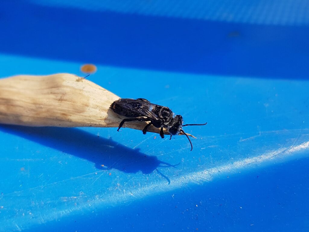 Leioproctus sp (rescued from swimming pool), Alice Springs NT