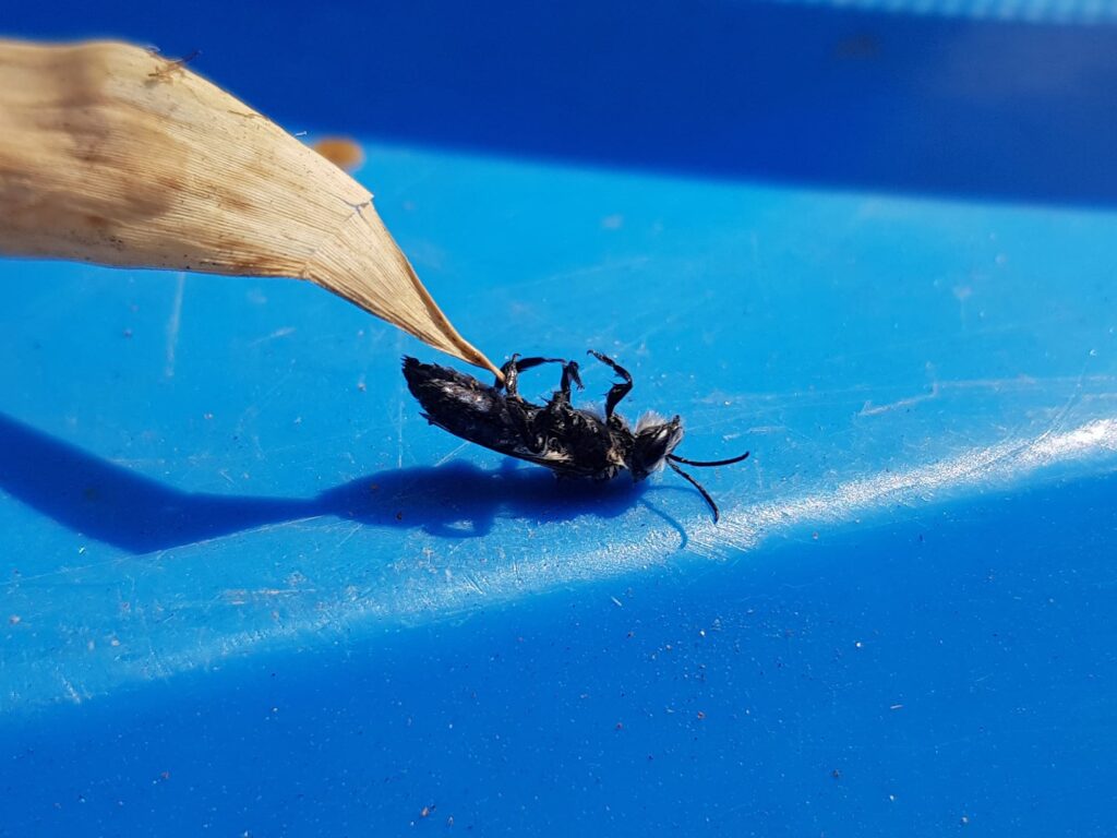Leioproctus sp (rescued from swimming pool), Alice Springs NT