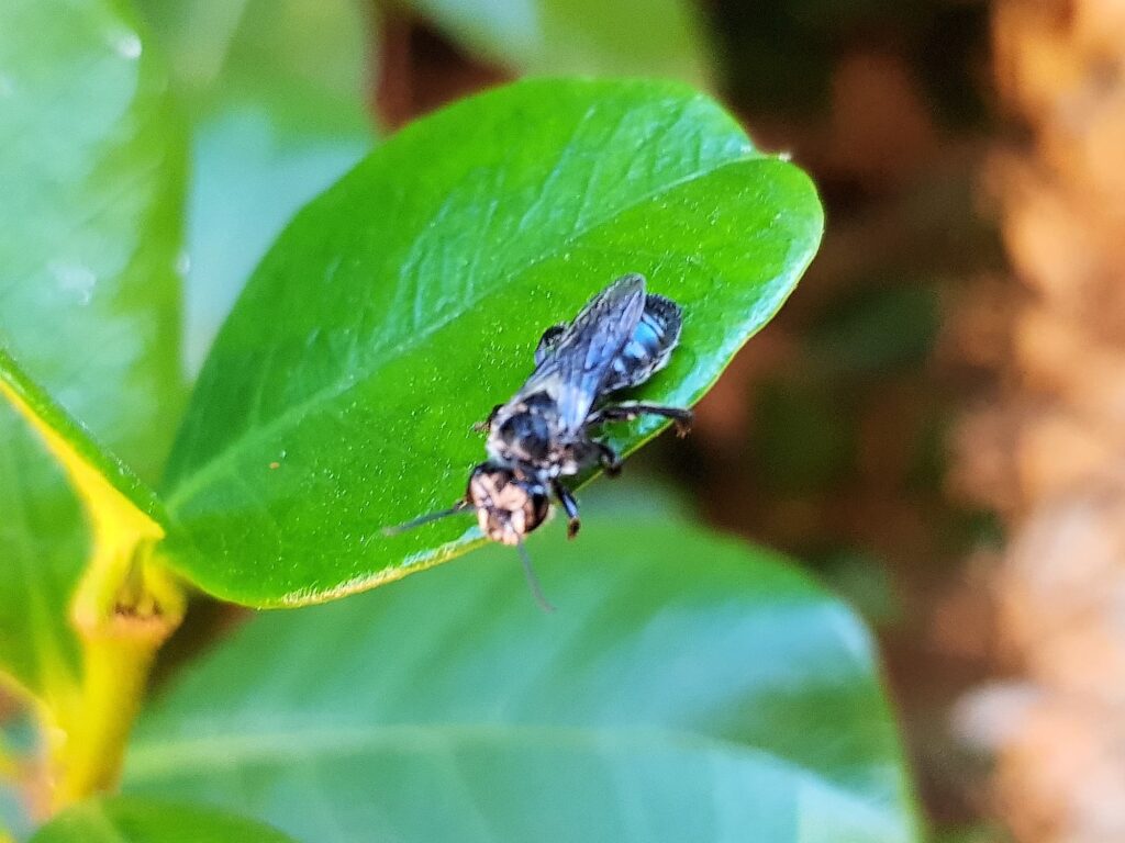 Leioproctus sp (rescued from swimming pool), Alice Springs NT
