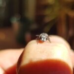 Leioproctus sp (rescued from swimming pool), Alice Springs NT
