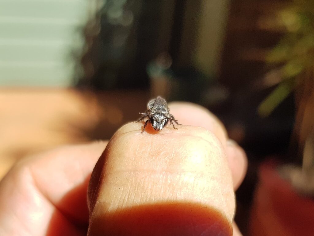Leioproctus sp (rescued from swimming pool), Alice Springs NT