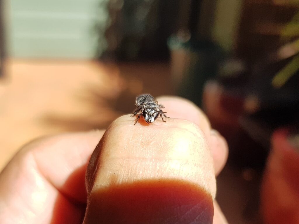 Leioproctus sp (rescued from swimming pool), Alice Springs NT
