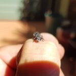 Leioproctus sp (rescued from swimming pool), Alice Springs NT