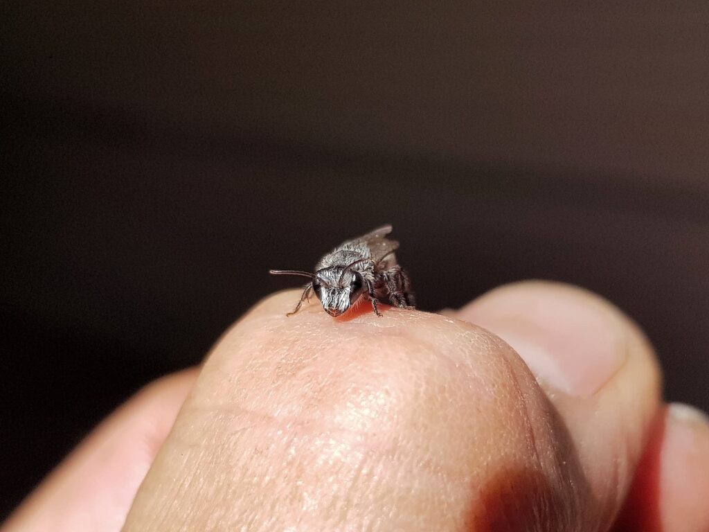 Leioproctus sp (rescued from swimming pool), Alice Springs NT