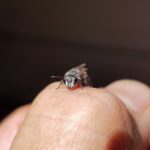 Leioproctus sp (rescued from swimming pool), Alice Springs NT