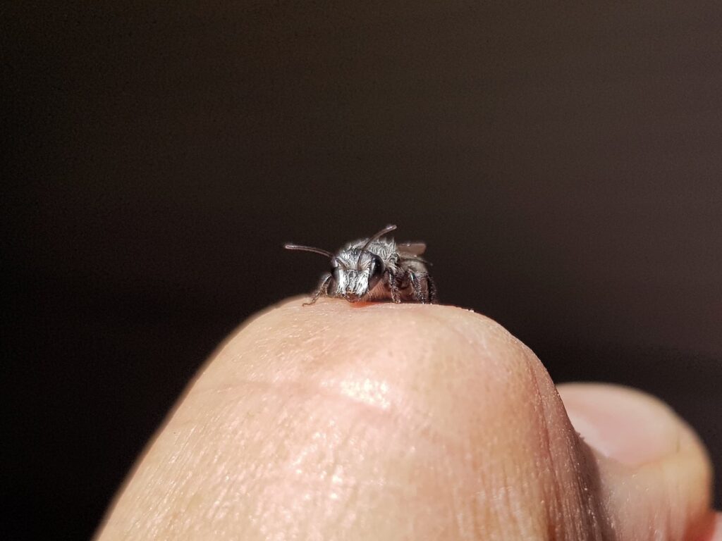 Leioproctus sp (rescued from swimming pool), Alice Springs NT