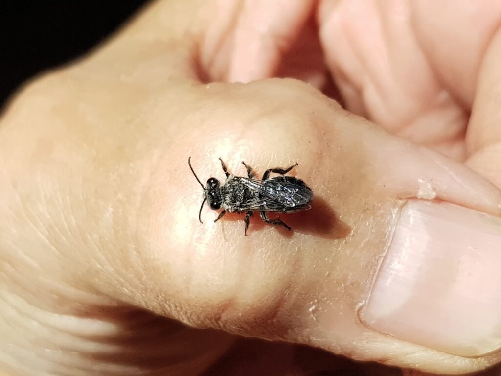 Leioproctus sp (rescued from swimming pool), Alice Springs NT