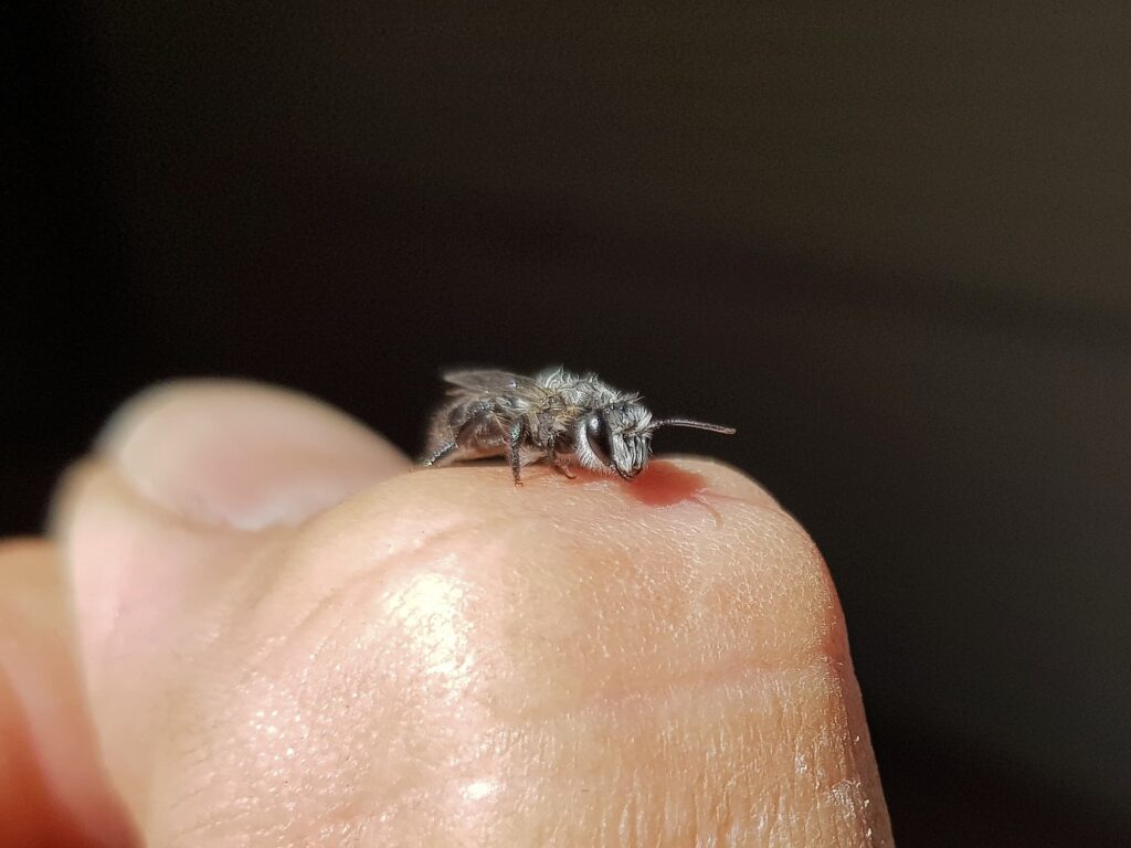 Leioproctus sp (rescued from swimming pool), Alice Springs NT