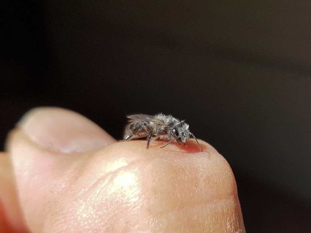 Leioproctus sp (rescued from swimming pool), Alice Springs NT