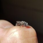 Leioproctus sp (rescued from swimming pool), Alice Springs NT