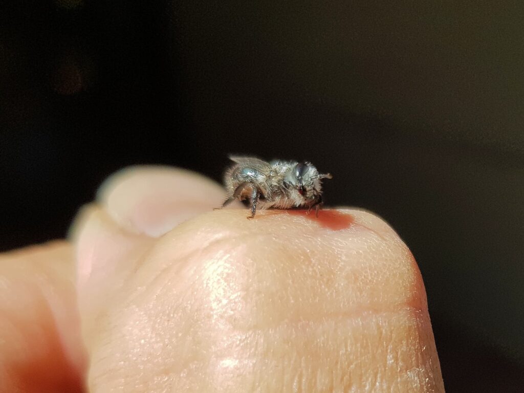 Leioproctus sp (rescued from swimming pool), Alice Springs NT