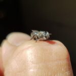 Leioproctus sp (rescued from swimming pool), Alice Springs NT