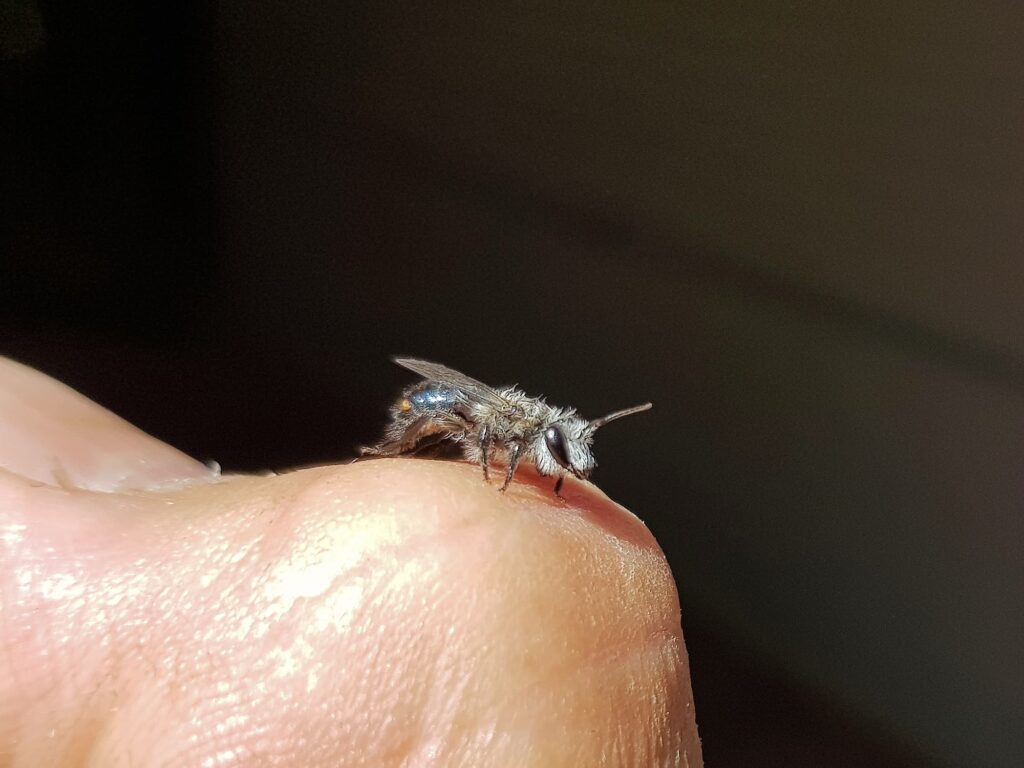 Leioproctus sp (rescued from swimming pool) with a strepsiptera parasite, Alice Springs NT