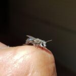 Leioproctus sp (rescued from swimming pool) with a Strepsiptera parasite, Alice Springs NT