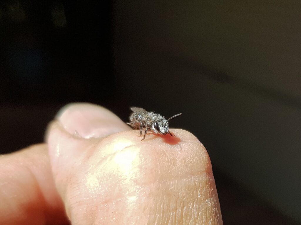 Leioproctus sp (rescued from swimming pool), Alice Springs NT