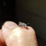 Leioproctus sp (rescued from swimming pool), Alice Springs NT