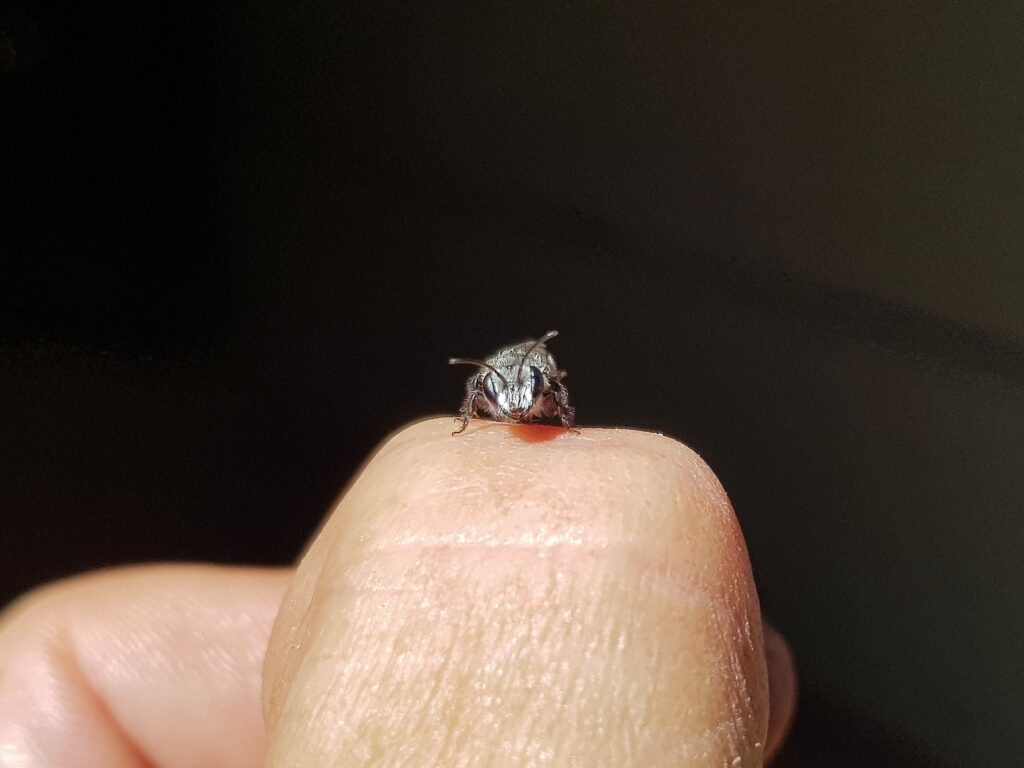Leioproctus sp (rescued from swimming pool), Alice Springs NT