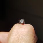 Leioproctus sp (rescued from swimming pool), Alice Springs NT