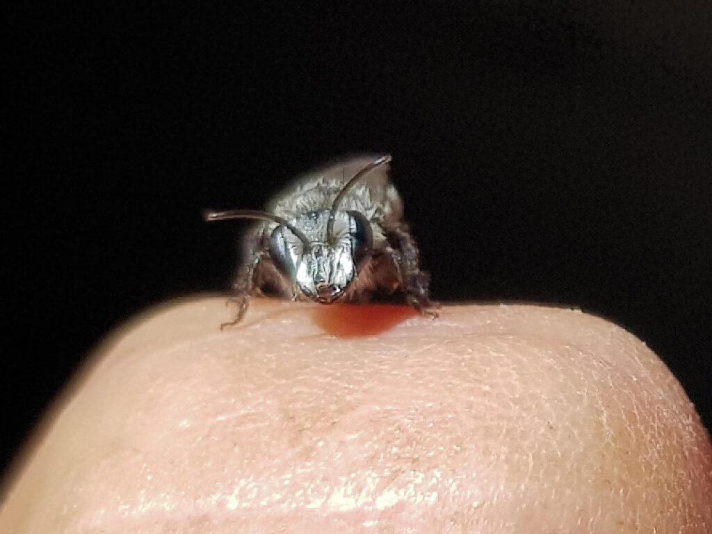 Leioproctus sp (rescued from swimming pool), Alice Springs NT