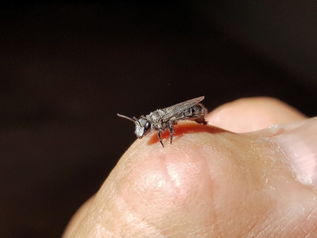 Leioproctus sp (rescued from swimming pool), Alice Springs NT