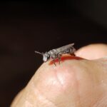 Leioproctus sp (rescued from swimming pool), Alice Springs NT