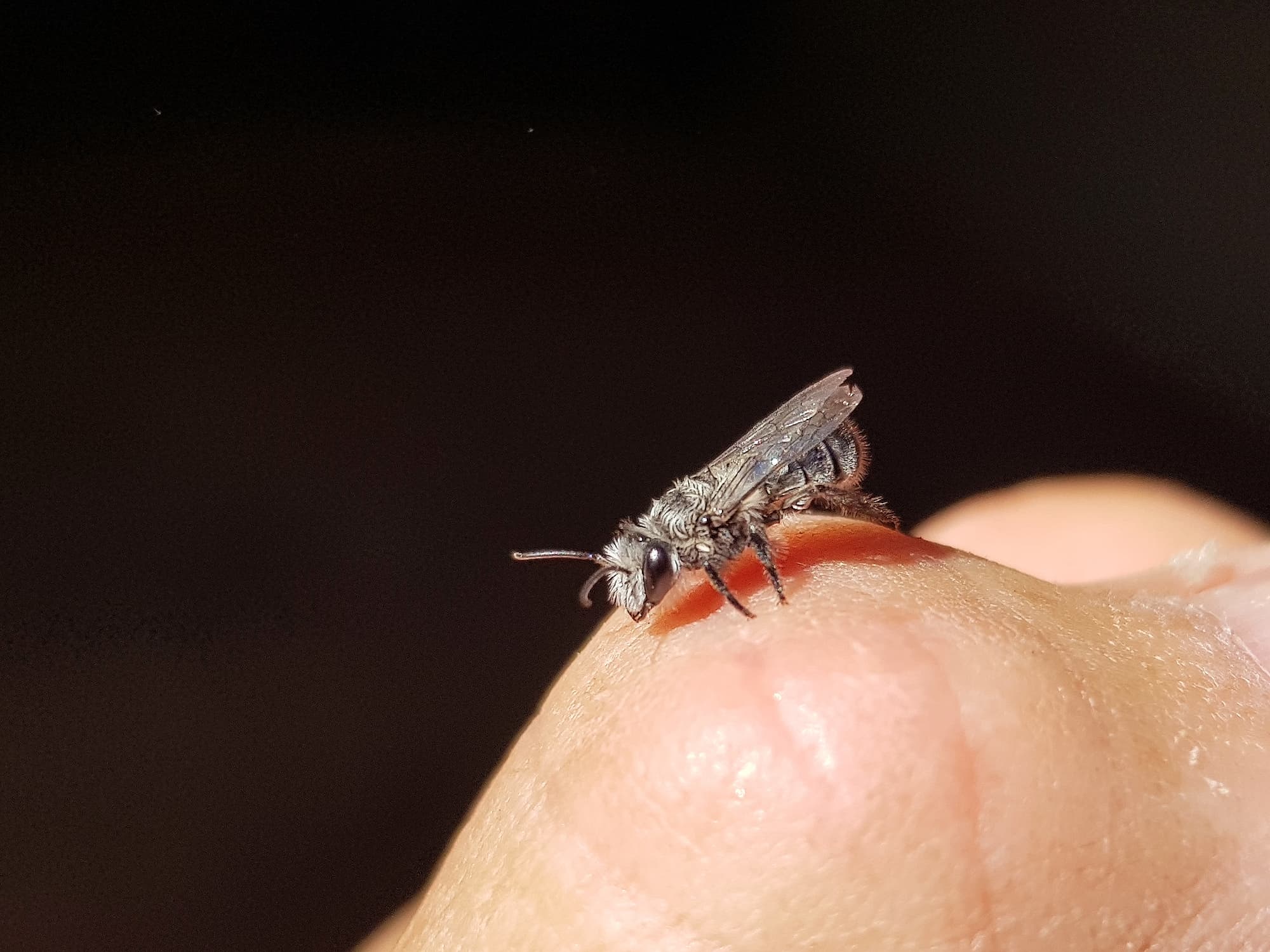 Leioproctus sp (rescued from swimming pool), Alice Springs NT