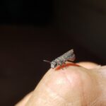 Leioproctus sp (rescued from swimming pool), Alice Springs NT