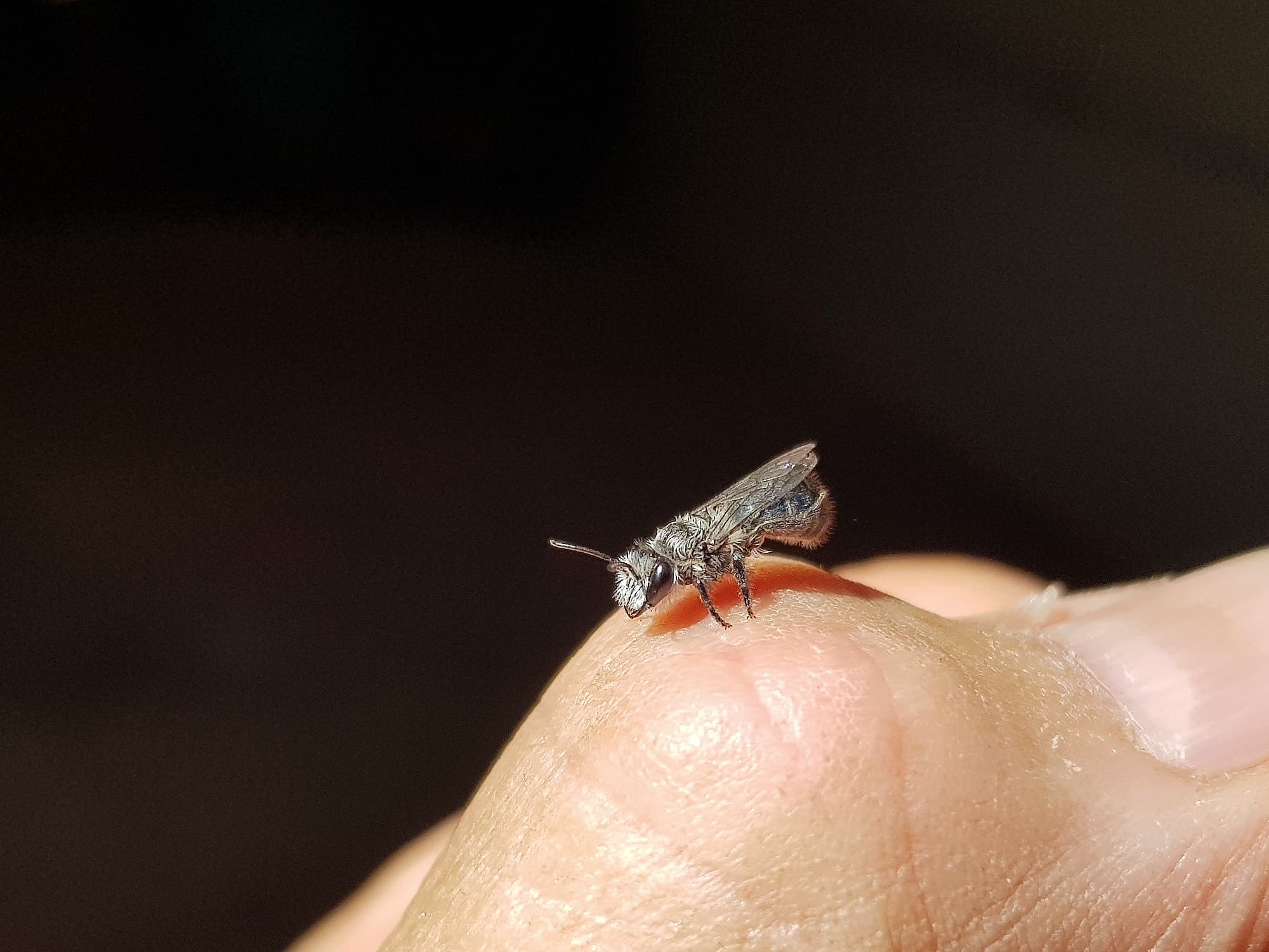 Leioproctus sp (rescued from swimming pool), Alice Springs NT