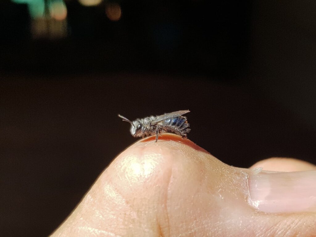 Leioproctus sp (rescued from swimming pool), Alice Springs NT