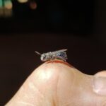 Leioproctus sp (rescued from swimming pool), Alice Springs NT